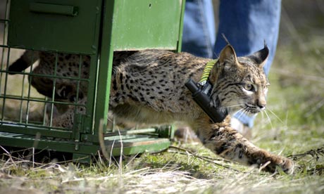 西班牙濒危动保项目助猞猁数量增3倍