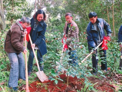 消除碳足迹——植平安树，建美丽家园