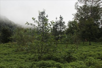 黑冠长臂猿栖息地植被恢复及食源配置项目初见成效